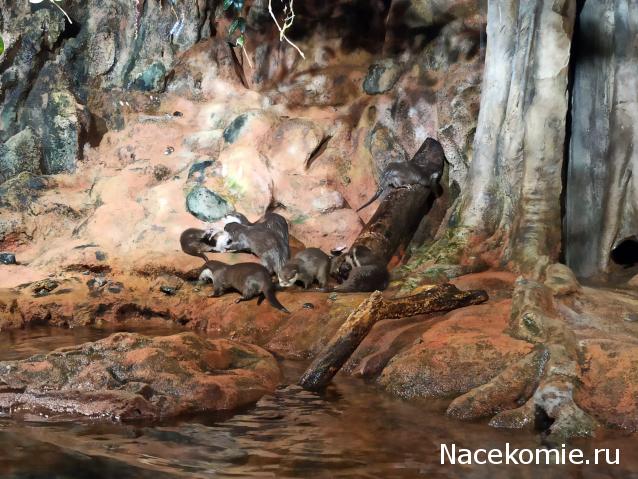 "Живой уголок"