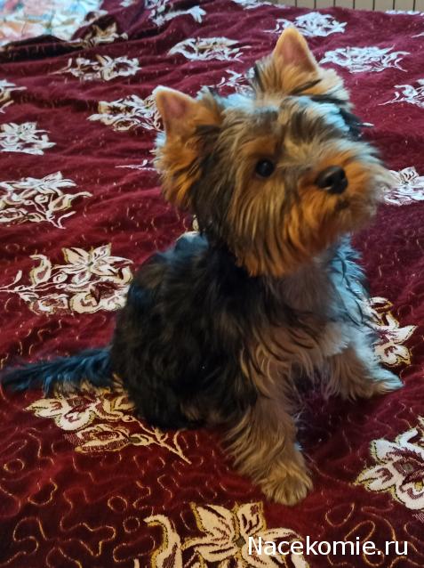 "Живой уголок"