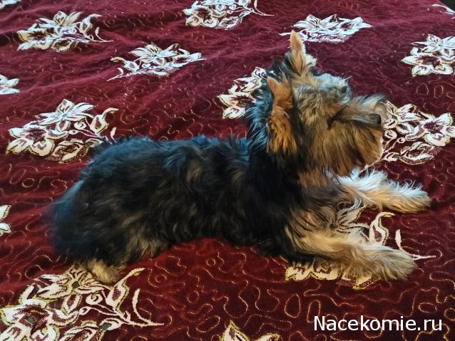 "Живой уголок"