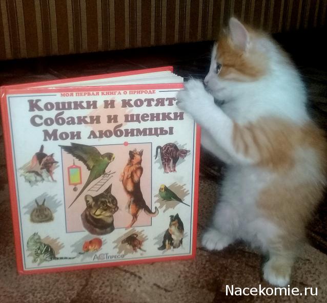 Куклы в народных костюмах – "Девчушки-болтушки"