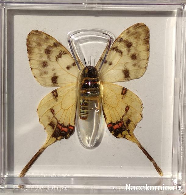 Удивительные Бабочки - График Выхода и обсуждение