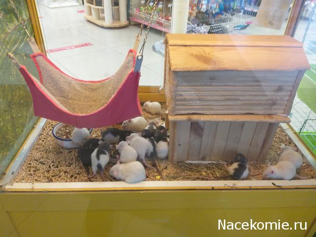 "Живой уголок"