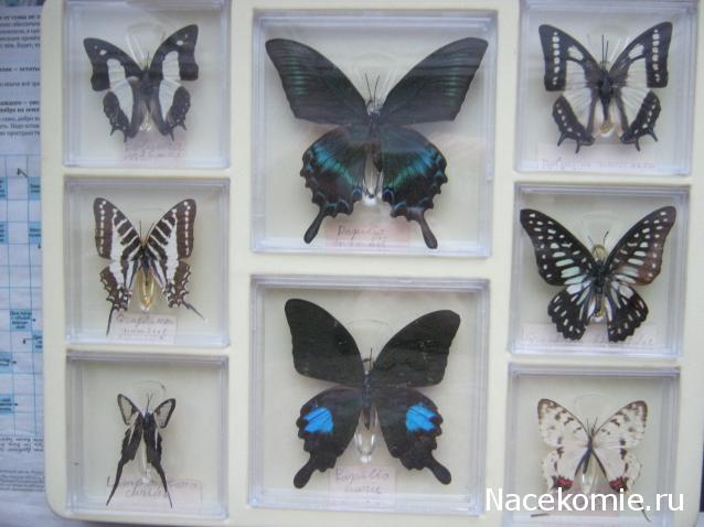 Удивительные Бабочки - График Выхода и обсуждение