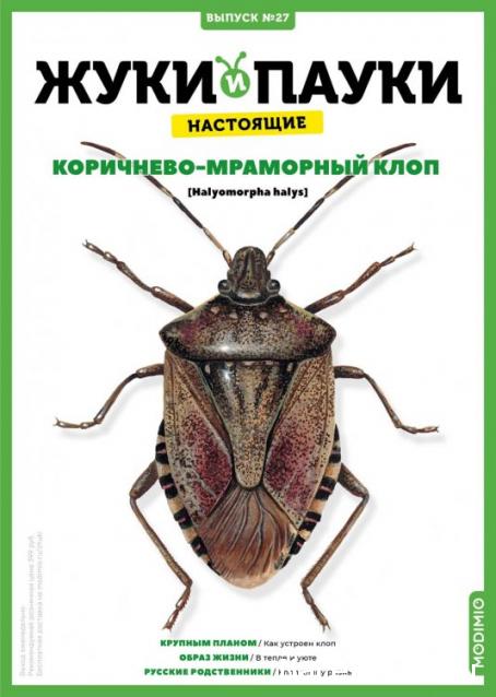 Жуки и Пауки №27 - Коричнево-Мраморный Клоп