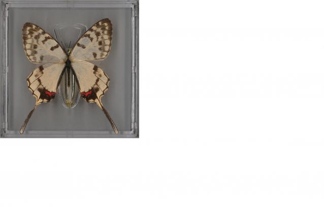 Удивительные Бабочки - График Выхода и обсуждение