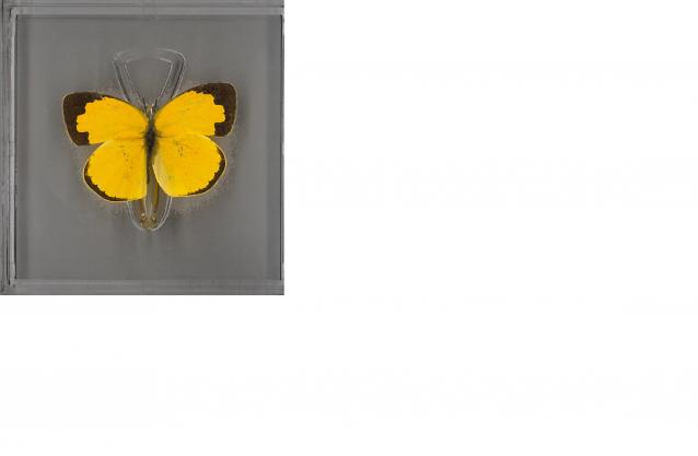 Удивительные Бабочки №30 - Эурема Гекаба
