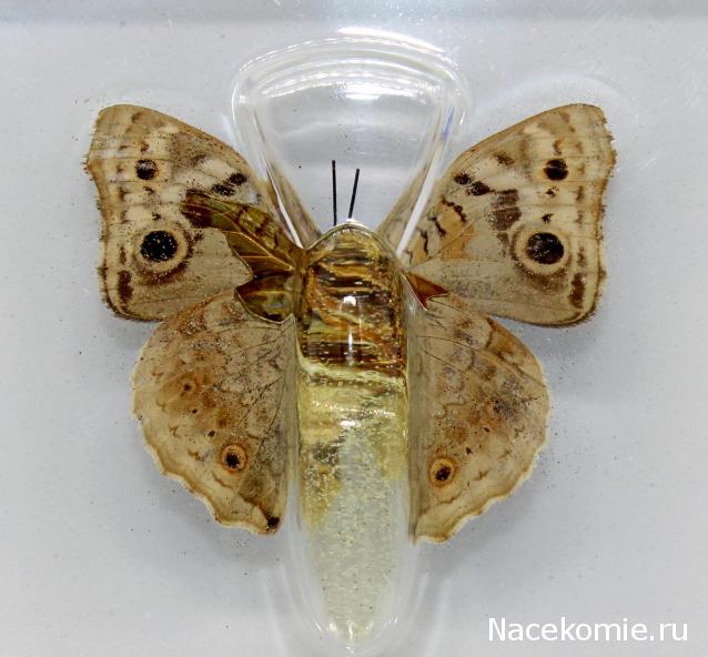 Удивительные Бабочки №32 - Юнония Орития