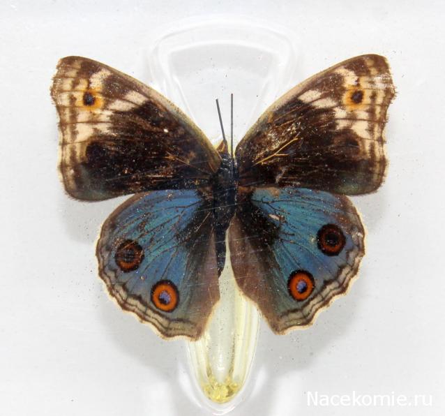 Удивительные Бабочки №32 - Юнония Орития