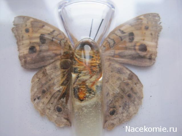 Удивительные Бабочки №32 - Юнония Орития