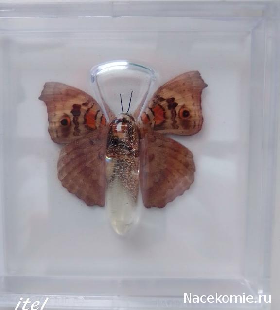 Удивительные Бабочки №32 - Юнония Орития