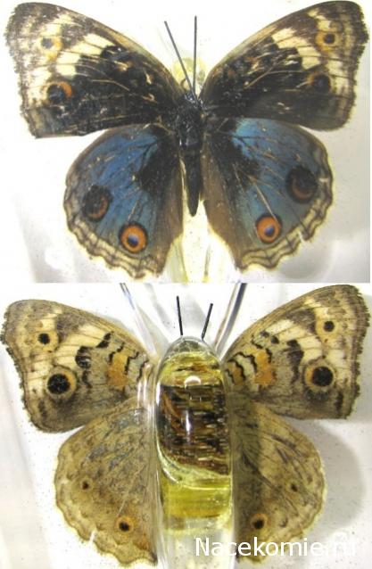 Удивительные Бабочки №32 - Юнония Орития