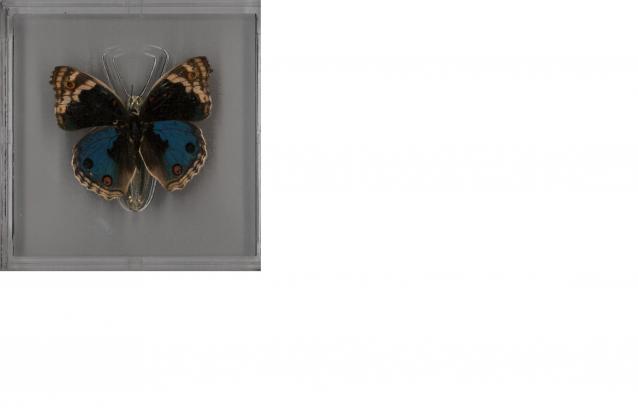 Удивительные Бабочки №32 - Юнония Орития