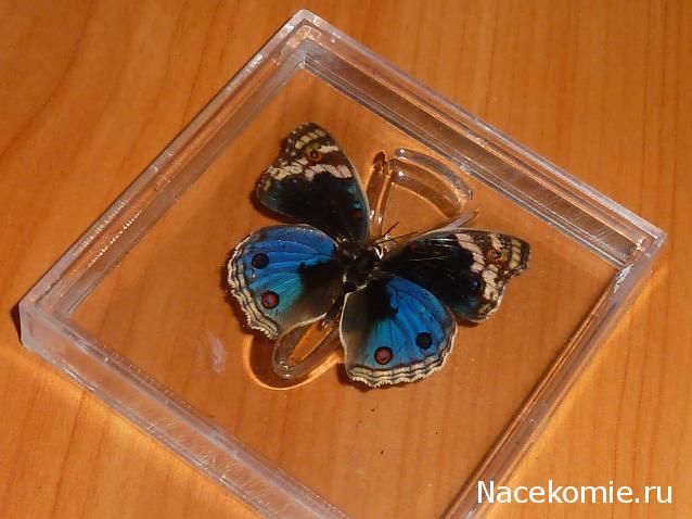 Удивительные Бабочки №32 - Юнония Орития