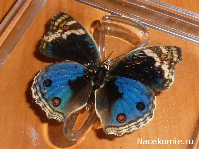 Удивительные Бабочки №32 - Юнония Орития