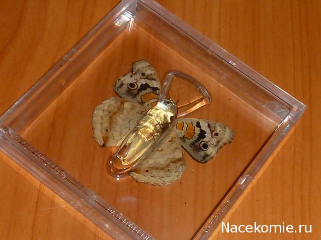 Удивительные Бабочки №32 - Юнония Орития