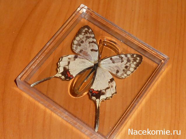 Удивительные Бабочки №31 - Серицин монтела