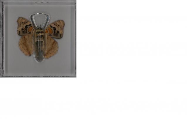 Удивительные Бабочки №32 - Юнония Орития