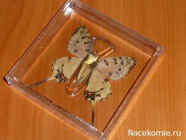 Удивительные Бабочки №31 - Серицин монтела