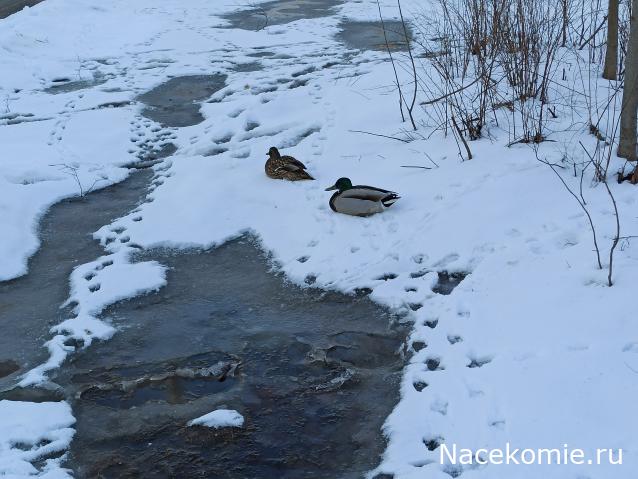 "Живой уголок"