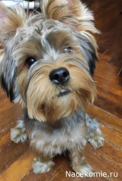 "Живой уголок"