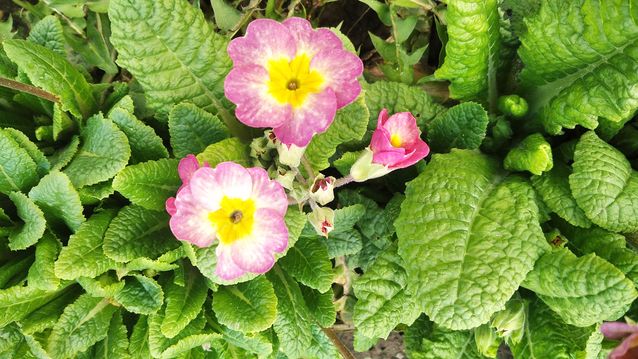 "Живой уголок"