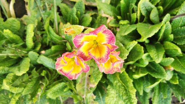 "Живой уголок"