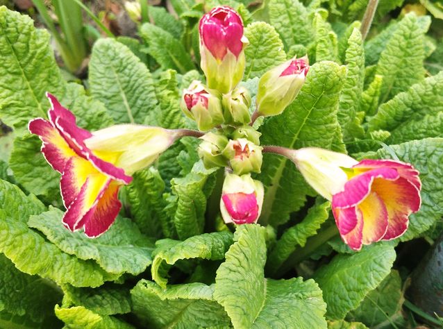 "Живой уголок"