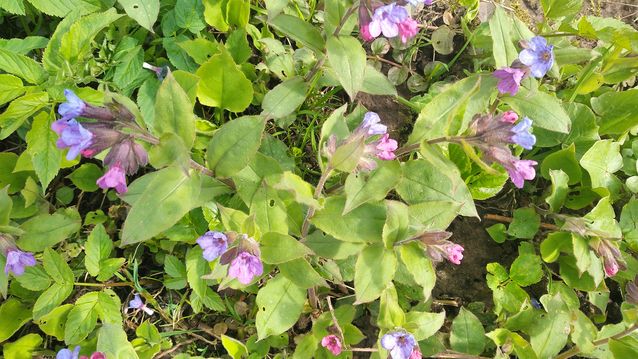 "Живой уголок"