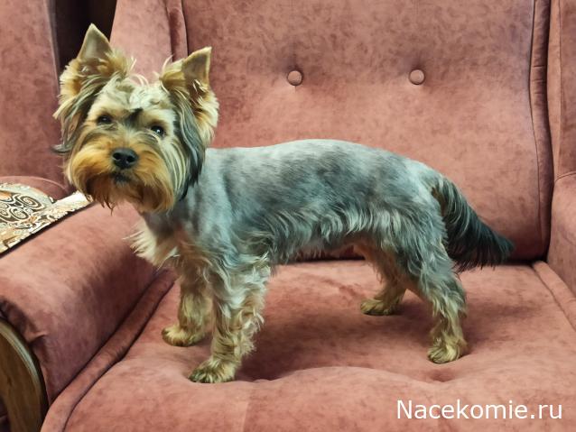 "Живой уголок"