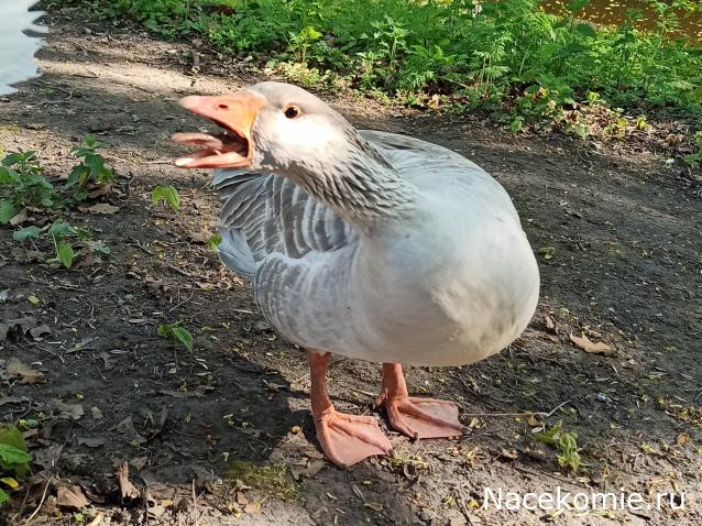 "Живой уголок"