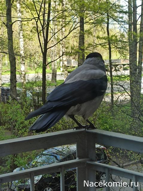 "Живой уголок"