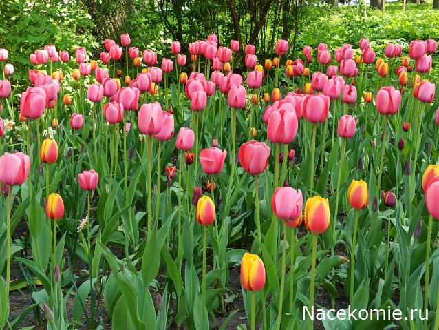 "Живой уголок"