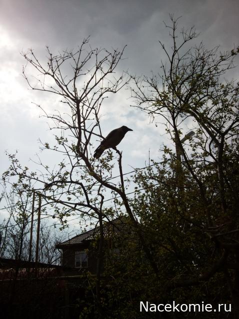 "Живой уголок"