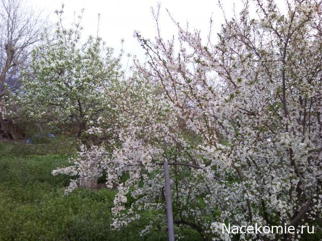 "Живой уголок"