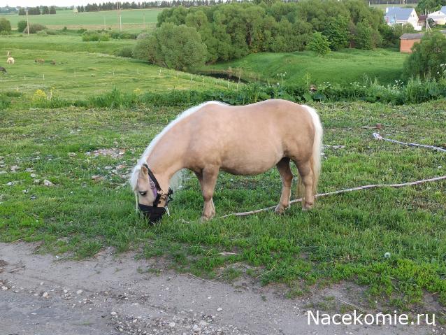 "Живой уголок"