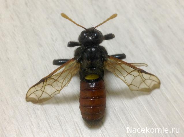 Помощь в определении насекомых