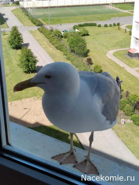 "Живой уголок"