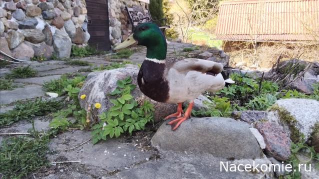 "Живой уголок"