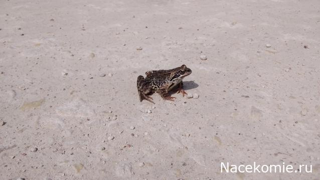 "Живой уголок"