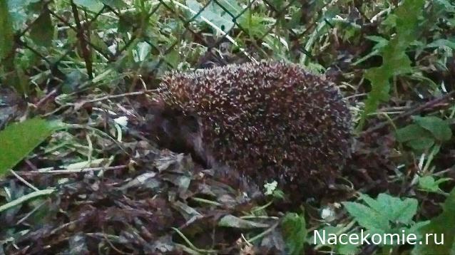 "Живой уголок"