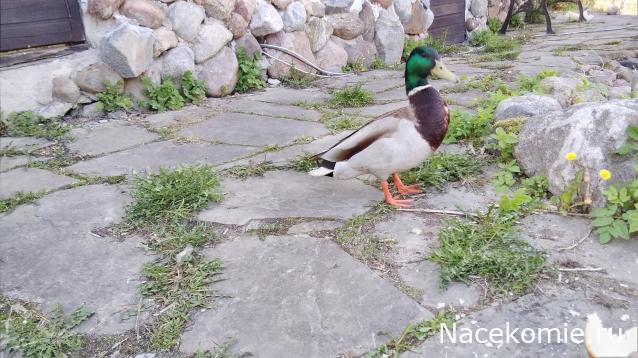 "Живой уголок"