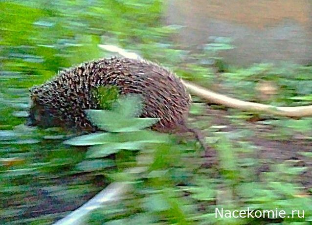 "Живой уголок"