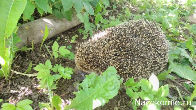 "Живой уголок"