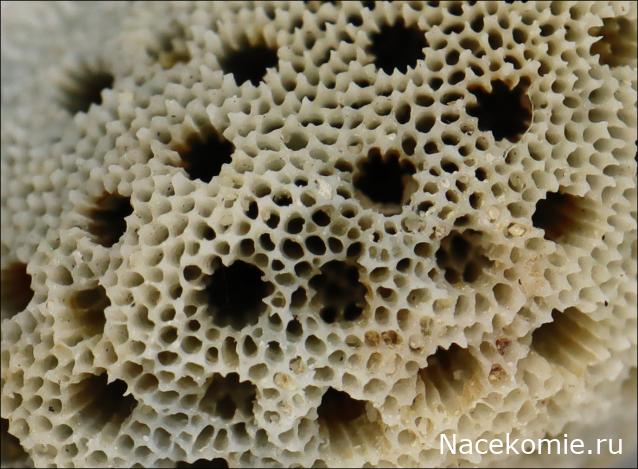 Коллекция минералов GiovannaM