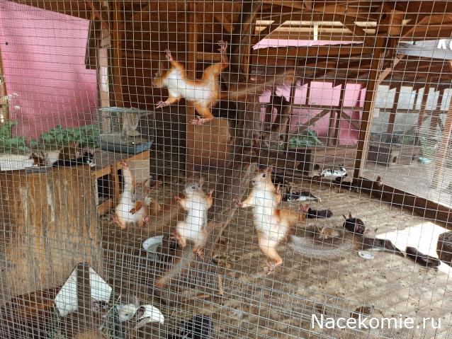 "Живой уголок"