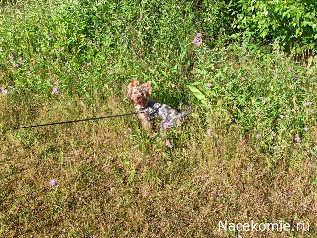 "Живой уголок"