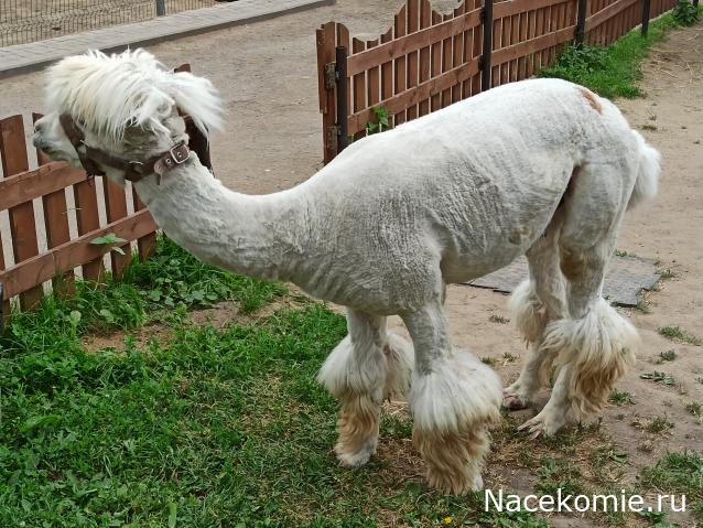 "Живой уголок"