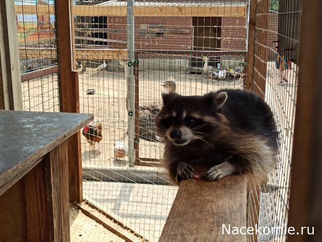 "Живой уголок"