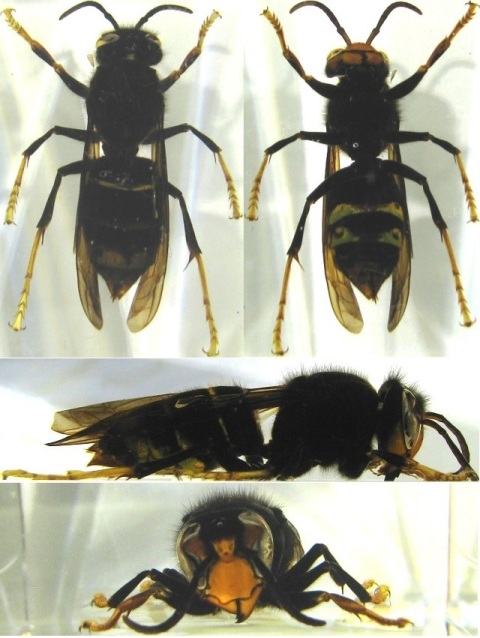 Жуки и Пауки №45 - Чёрный шершень