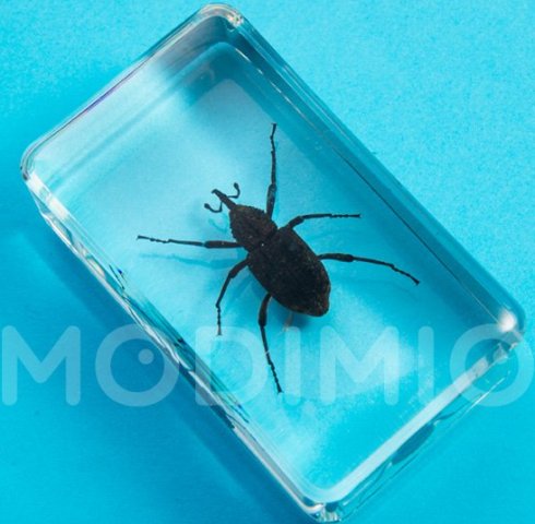 Жуки и Пауки - График выхода и обсуждение